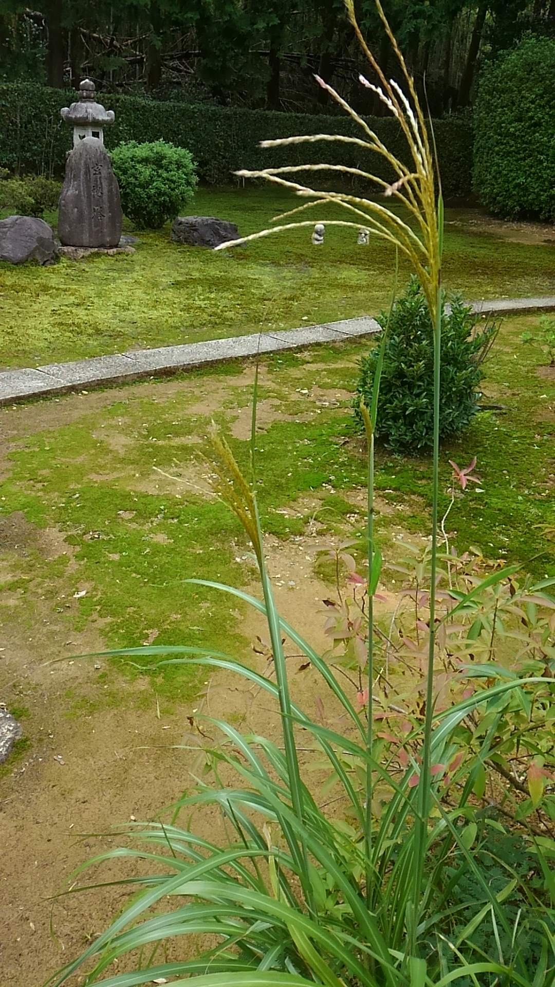 大雲好日日記ー６　「秋の訪れ」