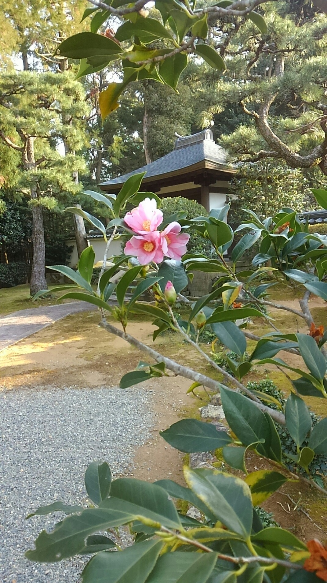 大雲好日日記－３２　「別離」