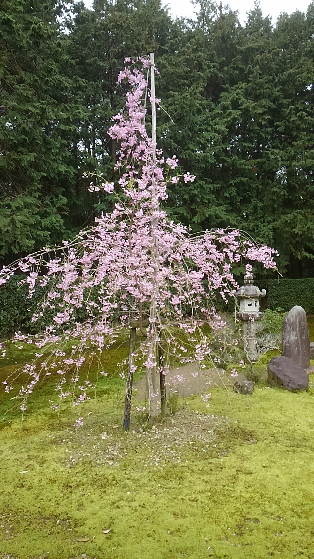 大雲好日日記－３４　「挫折の意義について」