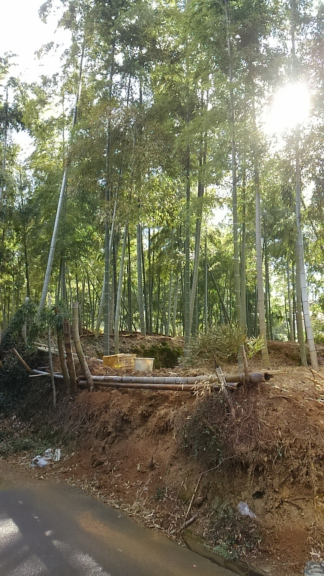 大雲好日日記－３５　「長岡京の筍（タケノコ）」