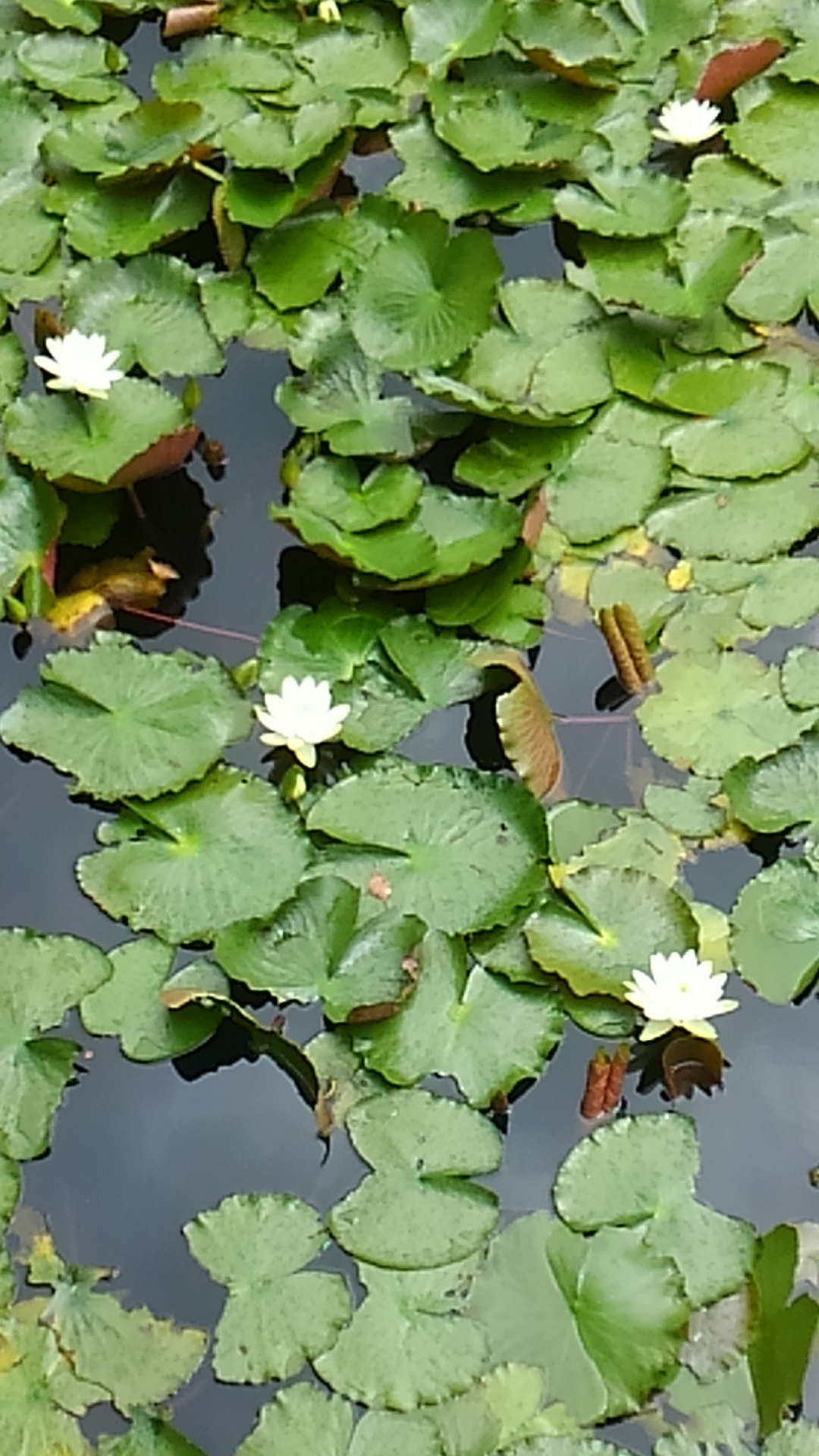 大雲好日日記－５１　「泥中の蓮華」