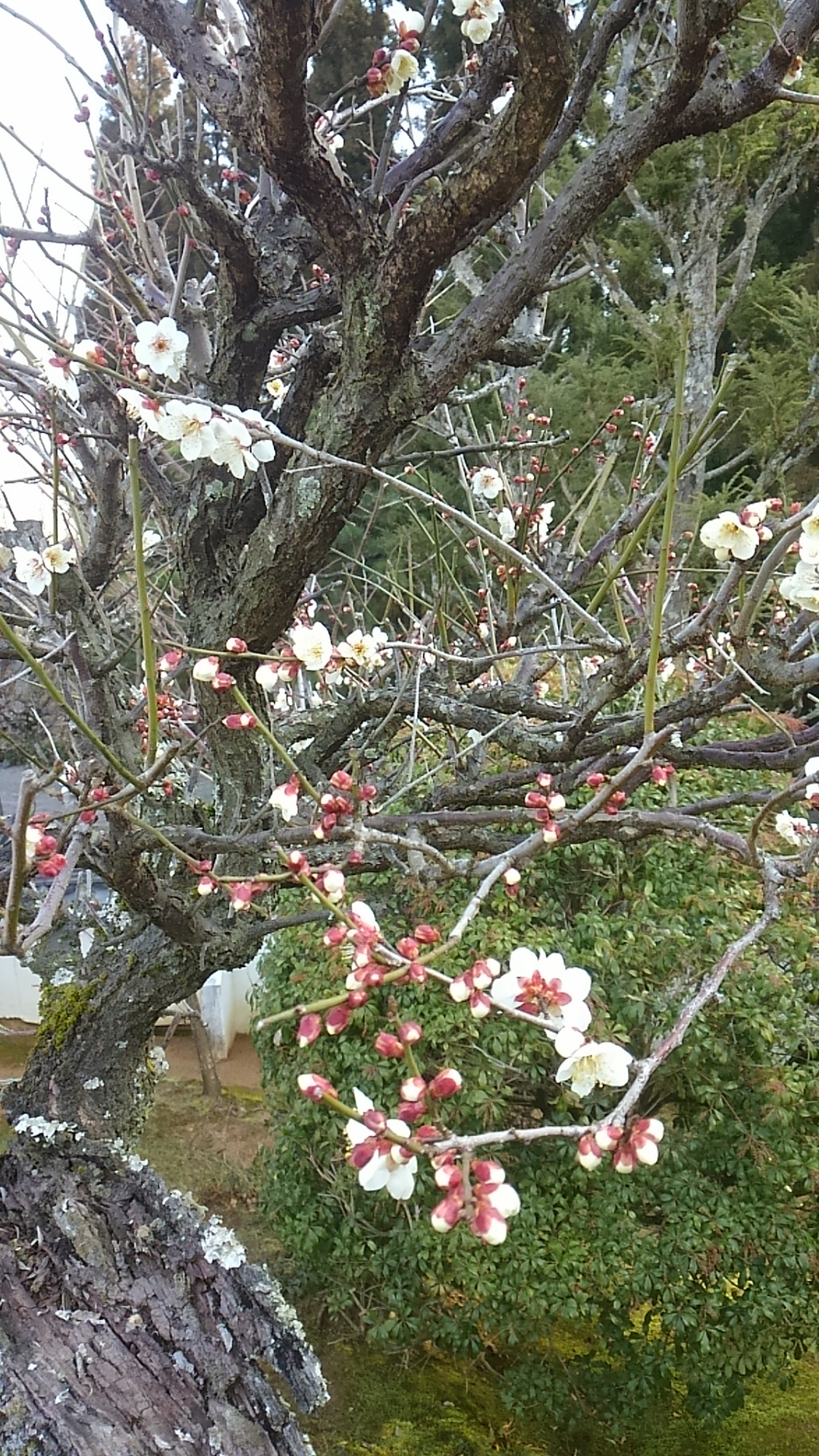 大雲好日日記－７６　「呉春の白梅図」