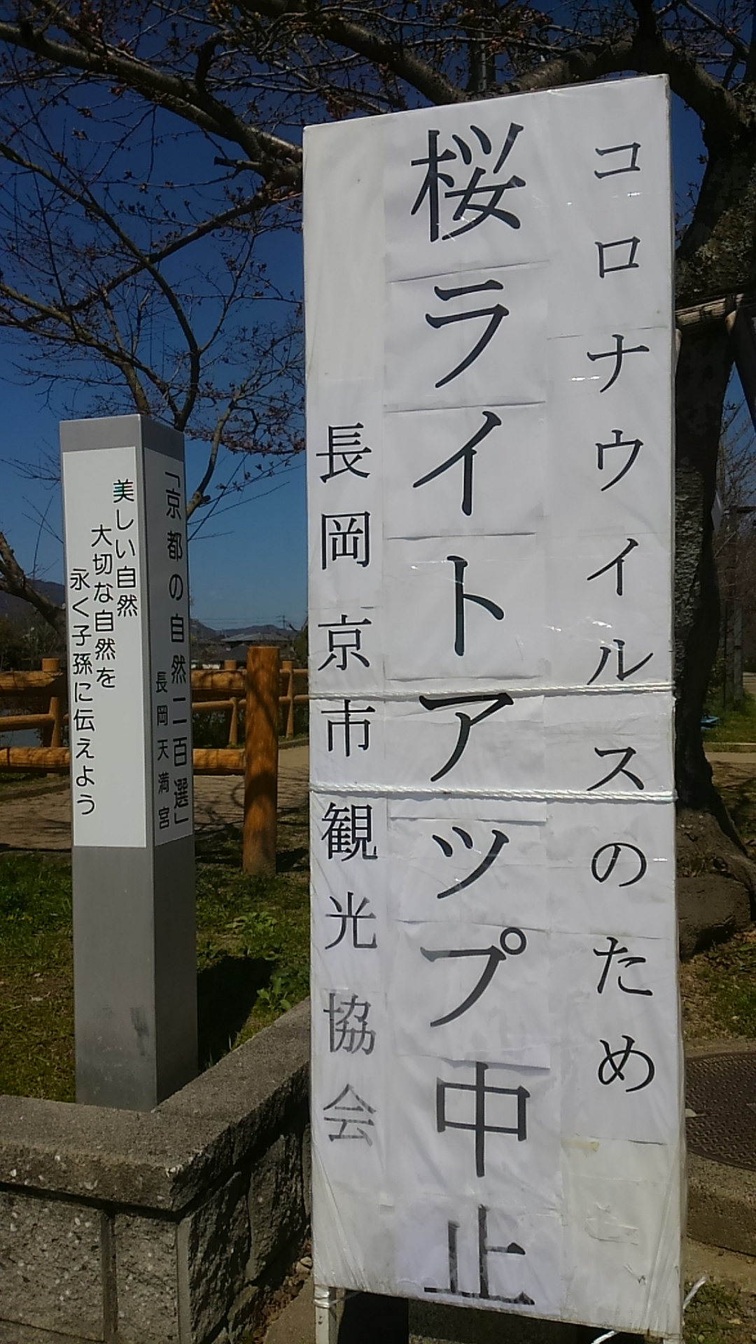 大雲好日日記－８５　「山中伸弥教授の機（はたらき）」