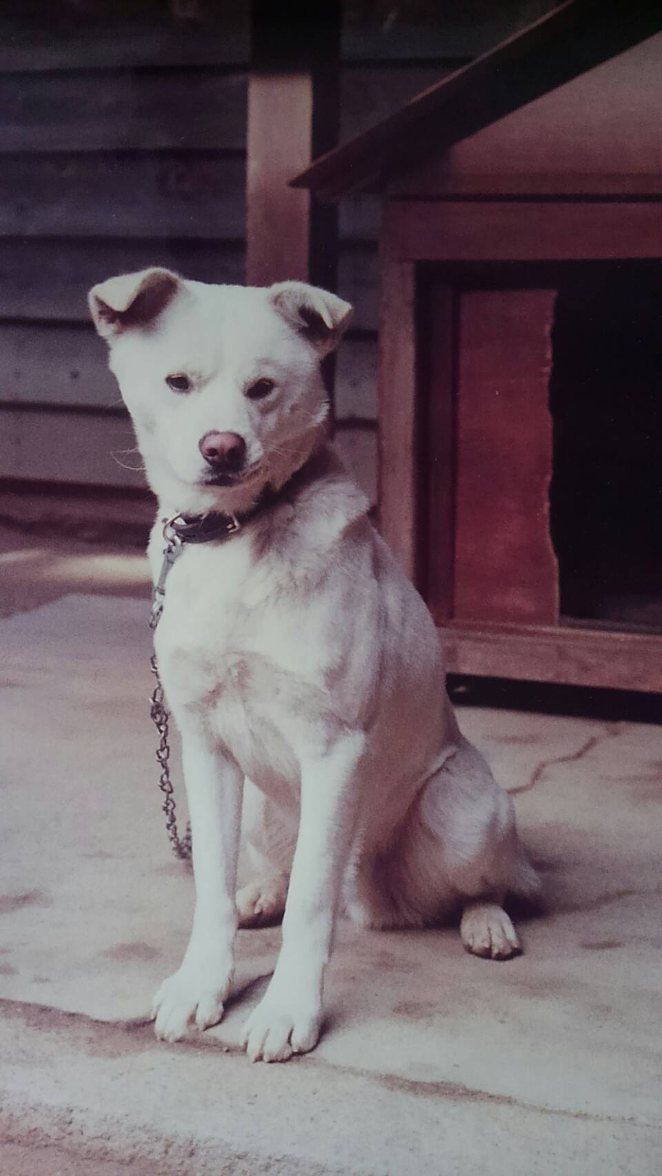 大雲好日日記－９４　「禅塾で飼われていた犬と猫の話」