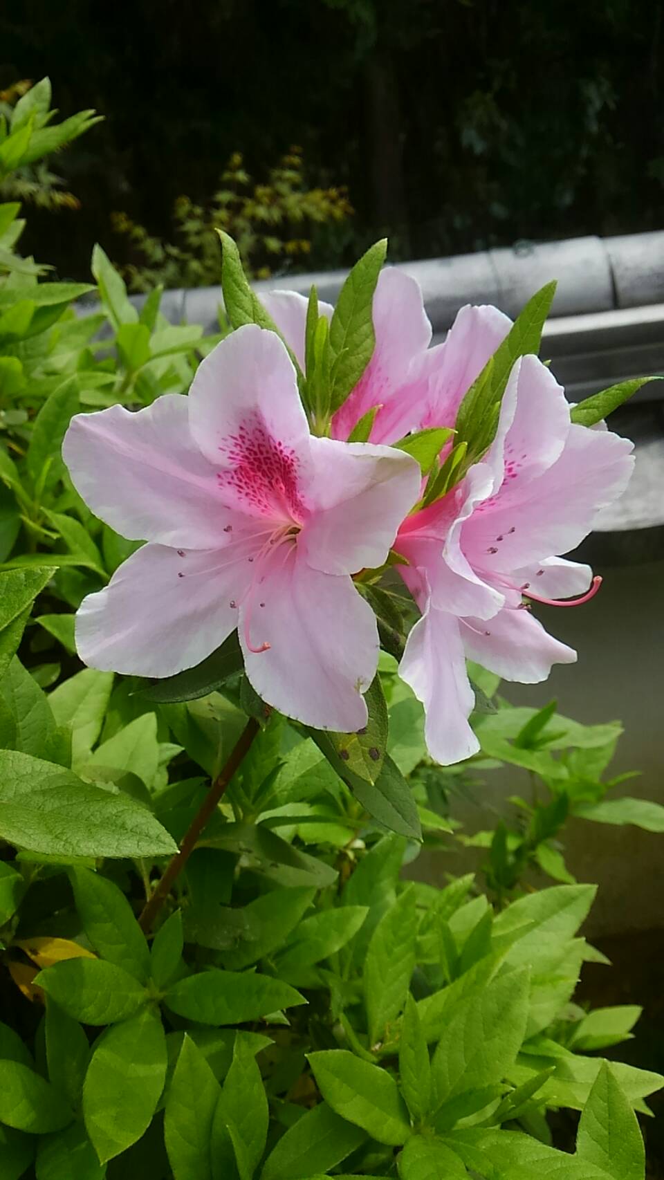 大雲好日日記－９０　”A flower is not a flower.”