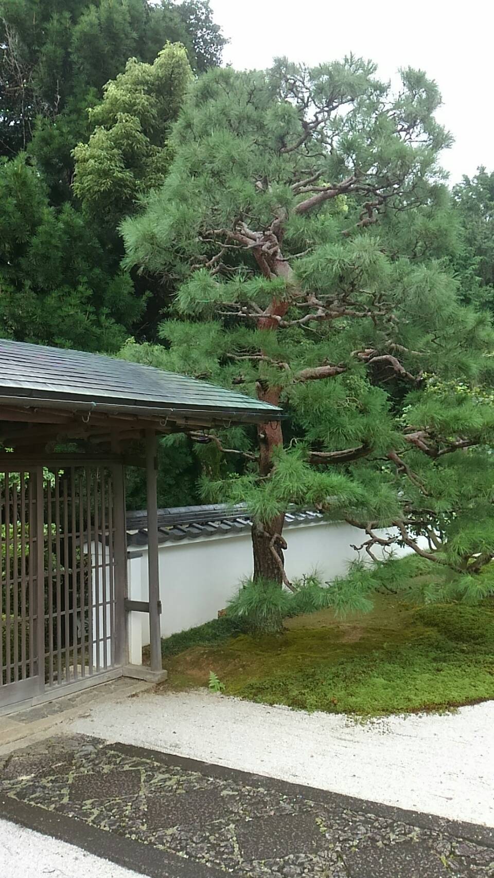 大雲好日日記－１０１　「人のために涼しい木陰となる」