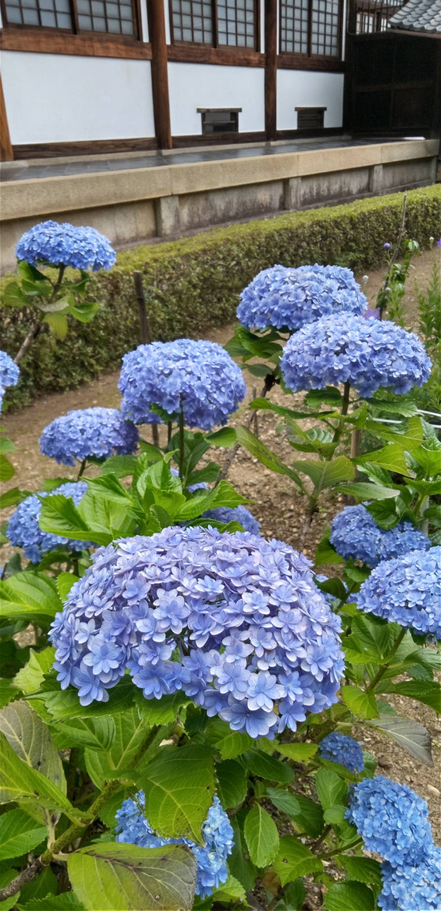 大雲好日日記－１３３　「梅雨のあいまに」