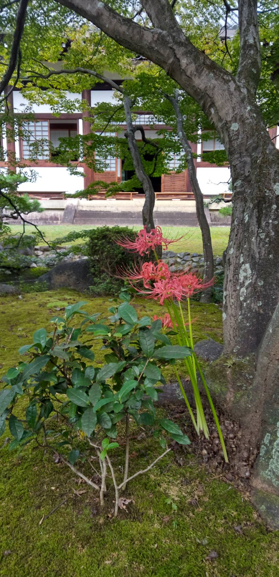 大雲好日日記－１４６　「（続）人間  正岡子規」