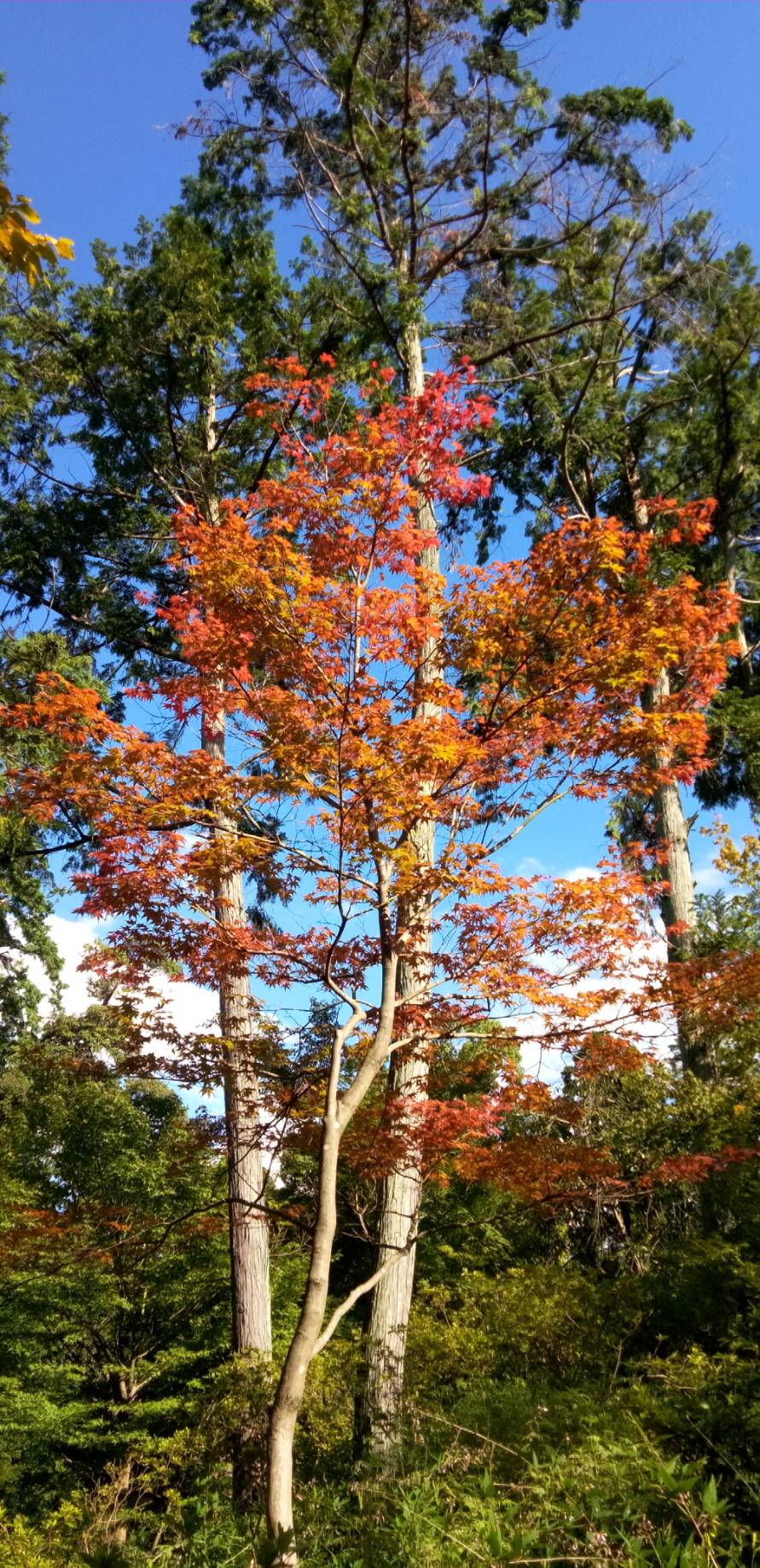 大雲好日日記－１４４　「禅と念仏（５）　法燈国師と一遍上人」
