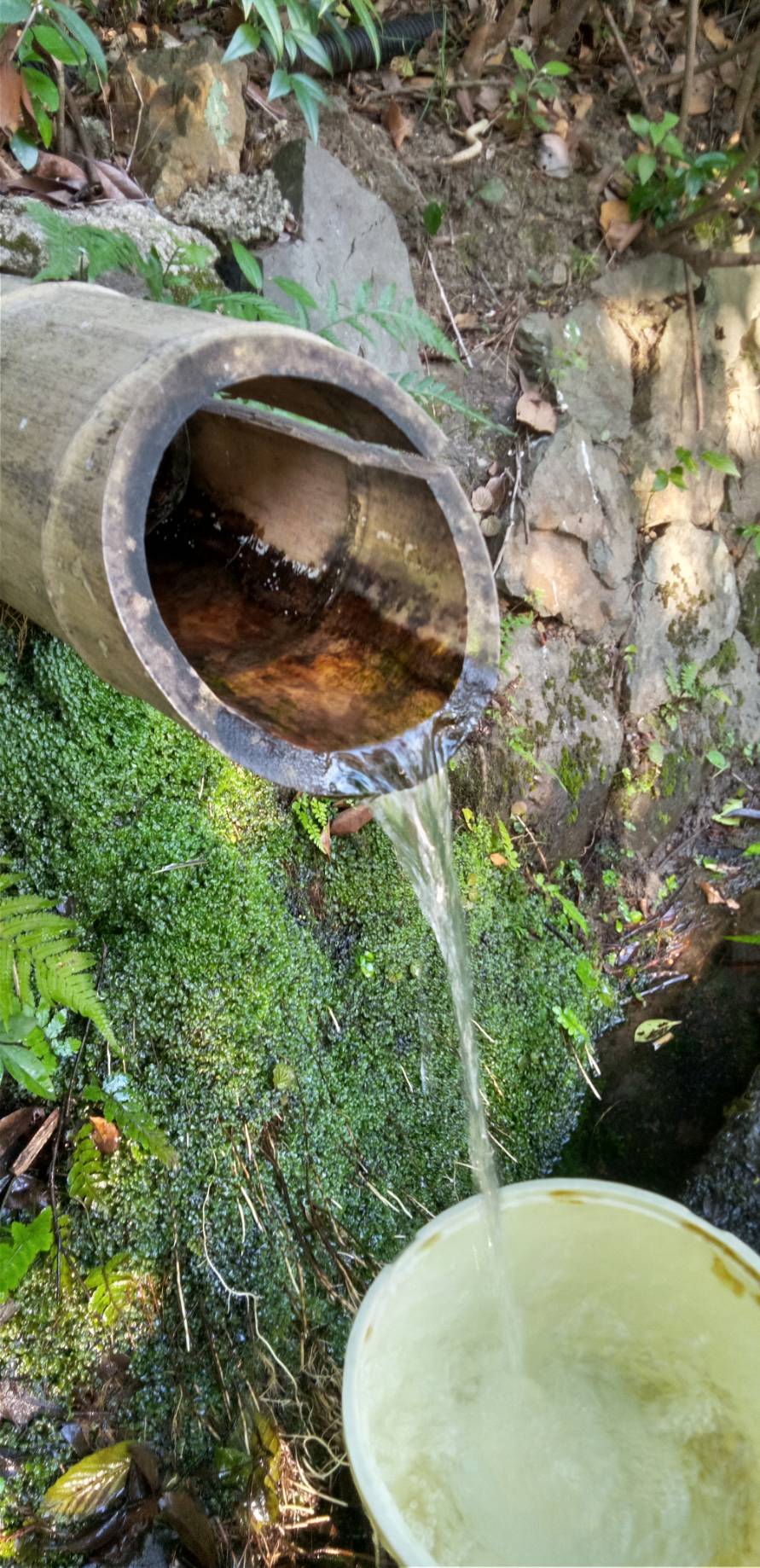 大雲好日日記－２１５　「且坐喫茶（お茶でも一杯、どうぞ）」