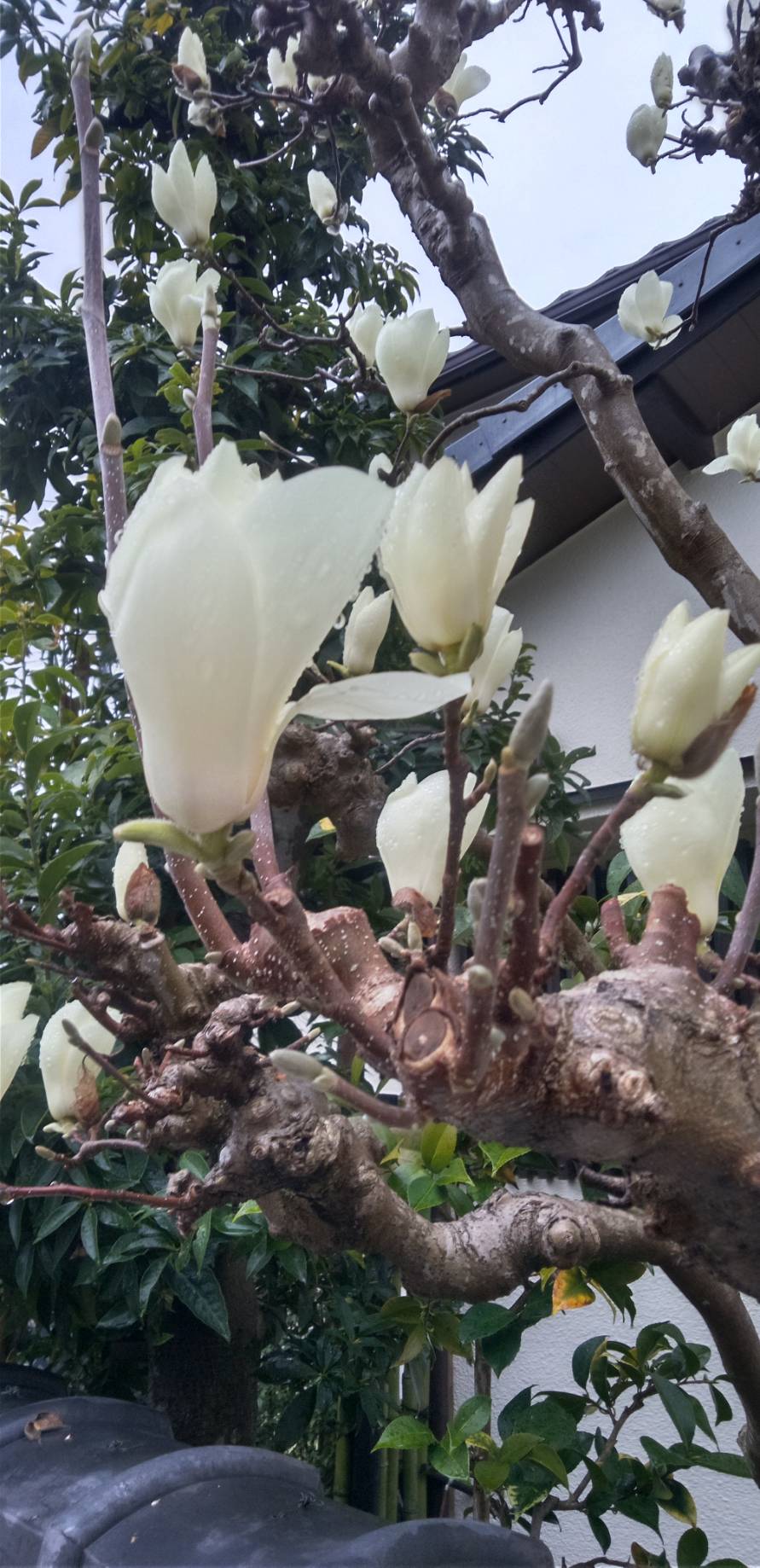 大雲好日日記－２３５　「出家とは何か」