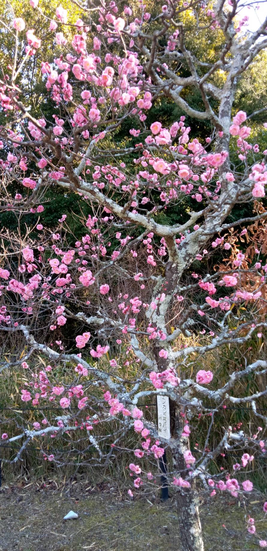 大雲好日日記ー２３３　「縁というもの」